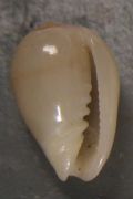 Gibberula caelata